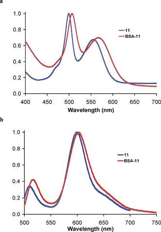 (a) Normalized absorption of 11 and BSA-11 in pH = 7.4 PBS buffer. (b) Normalized fluorescence spectra of 11 and BSA-11 in pH = 7.4 PBS buffer.