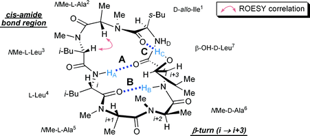 Proposed stereostructure of (−)-ternatin (1) fixed by three intramolecular H-bonds A, B, and C.