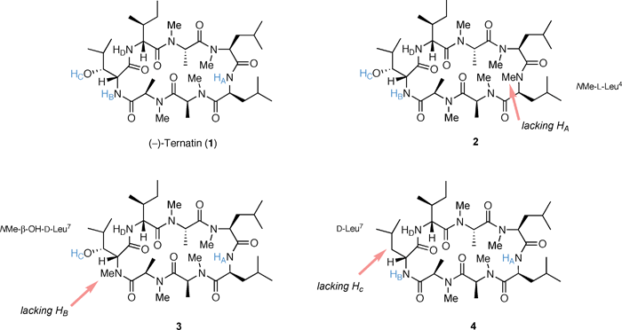Design of H-bond-lacking ternatin analogues.