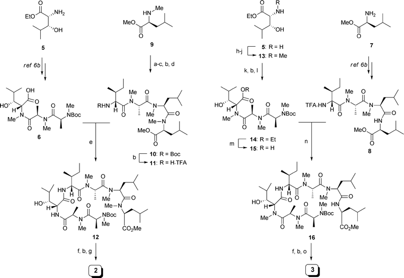 Synthesis of analogues 2 and 3. Reagents and Conditions: (a) Boc-NMe-l-Leu-OH, HATU, DIPEA, CH2Cl2, DMF, 97%; (b) 50% TFA/CH2Cl2; (c) Boc-NMe-l-Ala-OH, HATU, DIPEA, CH2Cl2, DMF, 67% in 2 steps; (d) Boc-d-allo-Ile-OH, HATU, DIPEA, CH2Cl2, DMF, 100% in 2 steps; (e) 6 (1.0 eq.), HATU, DIPEA, CH2Cl2, DMF, 79% in 2 steps; (f) LiOH, THF, t-BuOH, H2O; (g) HATU, HOAt, DIPEA, CH2Cl2 (1.5 mM), DMF, 10% in 3 steps; (h) PhCHO, MeOH; NaBH3CN; (i) (CH2O)n, MeOH; NaBH3CN; (j) H2, Pd(OH)2/C, 47% in 3 steps; (k) Boc-NMe-d-Ala-OH, HATU, DIPEA, CH2Cl2, DMF, 100%; (l) Boc-NMe-l-Ala-OH, HATU, DIPEA, CH2Cl2, DMF, 77%; (m) NaOH, 1,4-dioxane, H2O; (n) 8 (1.0 eq.), HATU, DIPEA, CH2Cl2, DMF, 70% in 2 steps; (o) HATU, HOAt, DIPEA, CH2Cl2 (1.5 mM), DMF, 33% in 3 steps.