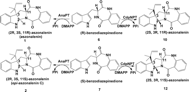 Stereospecific chemoenzymatic synthesis of aszonalenins from benzodiazepinediones.