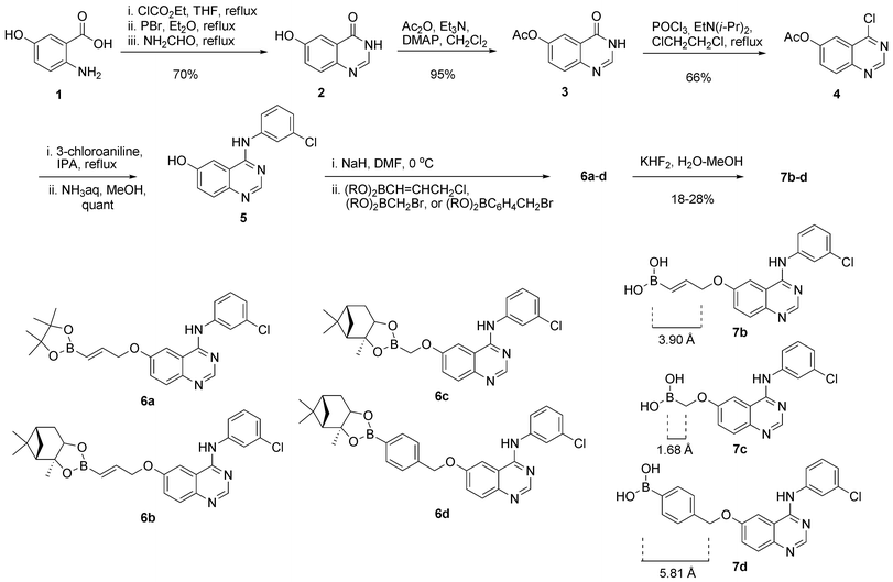 Discovery of boron conjugated 4 anilinoquinazoline as a prolonged