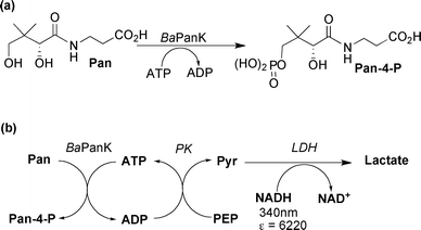 Nucleoside Triphosphate Mimicry A Sugar Triazolyl Nucleoside As An Atp Competitive Inhibitor Of B Anthracis Pantothenate Kinase Organic Biomolecular Chemistry Rsc Publishing Doi 10 1039 Be
