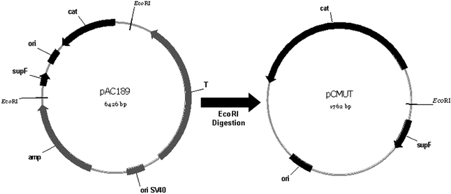 Scheme for the genetic map of the plasmid pCMUT. This plasmid was obtained through EcoRI digestion of pAC189. The main sites are indicated and the plasmids are not in scale.