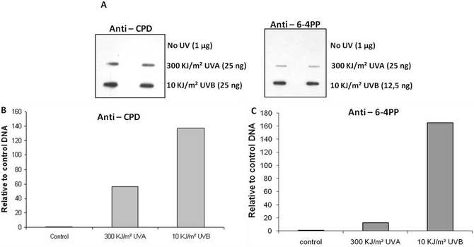 Immunoblot assay with plasmid DNA samples exposed to UVB and UVA radiation. A. Detection through the use of antibodies anti-CPD and anti-6-4PP. B. Quantification of CPD induction relative to DNA control samples (fold increase in relation to non-exposed control samples - no UV). C. Quantification of 6-4PP induction relative to DNA control samples (fold increase in relation to non-exposed control samples - no UV).