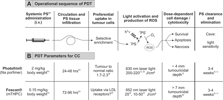 Principle of photodynamic therapy for cholangiocarcinoma. A. General operational sequence of PDT. Modified from.27 B. Established parameters for PDT using Photofrin® or Foscan®. (a) Abbreviations: PS, photosensitiser; 1PS, singlet PS; 3PS*, activated triplet PS; ROS, reactive oxygen species. (b) According to manufacturer's instructions. (c) Time required for systematic bleaching of all skin areas by increasing doses of light until exposure to bright sunlight is possible.