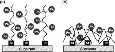 A schematic illustration: (a) photoreactive polymer brush with photoactive groups (PA) along each chain; (b) polyvalent polymer film.