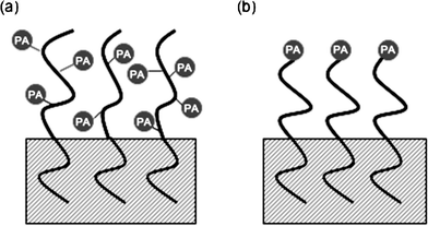 A schematic illustration of photoactive block copolymer brushes used to functionalize the surface of a polymeric substrate. (a) The surface-active copolymer sequence is also photoactive. (b) The surface-active copolymer sequence is terminated with a photoactive functional group. Photoactive functional groups are represented as (PA) in the figure. The anchor block fixes the structure at the surface by interpenetrating with the polymeric substrate.