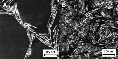 
            SFM phase images of lamellar structures in PPV-b-PI-42. PPV-rich nanodomains appear light, while PI-rich nanodomains appear dark due to differences in mechanical properties. Grains of perpendicularly oriented lamellae appear as alternating light and dark stripes, while parallel grains appear as featureless dark areas due to segregation of the PI block to the vacuum interface. Increasing film thickness results in an orientation transition from primarily parallel orientation (A, 45.5 nm thick) to primarily perpendicular orientation (B, 222.0 nm thick) at the vacuum interface. Variations in the width of the perpendicularly oriented lamellae are visible along their length; this lamellar dilation occurs to accommodate the strain induced by defects in the films. Phase scale is 30° for both images.