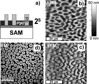 Schematic sectional view (a) of lateral structure 2S with elevated PS-rich phase for PS/P3DDT blend films spin cast from chloroform onto a SAM substrate, determined based on AFM (b), LFM (c) and FM (d) images, as well as dSIMS profiles (not shown). Fluorescence signal in (d) corresponds to P3AT.