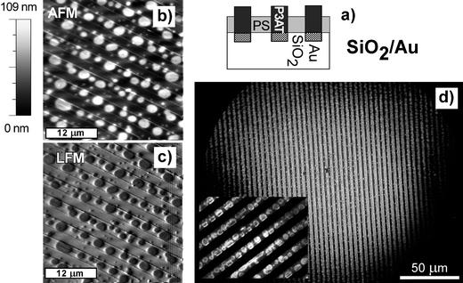 Schematic sectional view (a) of a PS/P3BT blend film spin cast from cyclohexanone onto the substrate micro-pattern of oxidized Si/Au (with 4 µm periodicity). Film morphology is determined based on AFM (b), LFM (c) and FM (d) micrographs, as well as dSIMS profiles (not shown). Inset in (d) shows details of the analyzed area.
