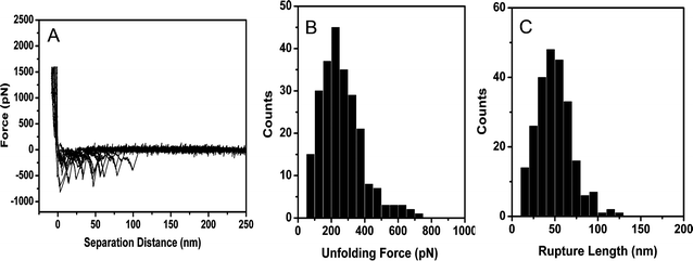 (A) Representative curves of the retraction portion of AFM force–distance curves, recorded between the AFM tip and the adsorbed β-LG layer under imidazole buffer at pH = 2.5, showing a sawtooth pattern corresponding to the mechanical unfolding of single β-LG molecules. (B) Histogram of rupture forces measured from hundreds of force–distance curves showing a mean rupture force of 260 pN. (C) Histogram of rupture length showing a mean rupture length of 50 nm.