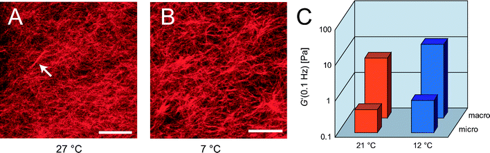 (A), (B) Confocal micrograph of an composite network (ca = 4.75 μM, R = 0.05) where bundles are locally embedded in the network. The degree of bundling can be adjusted by temperature. (A): 27 °C, bundles are very rare (arrow); (B): 7 °C, the degree of bundling is increased but the network structure is still very heterogeneous. Scale bars denote 10 μm. (C): Local and macroscopic elasticity of a composite network (ca = 9.5 μM, R = 0.02) at 21 °C (red) and 12 °C (blue).