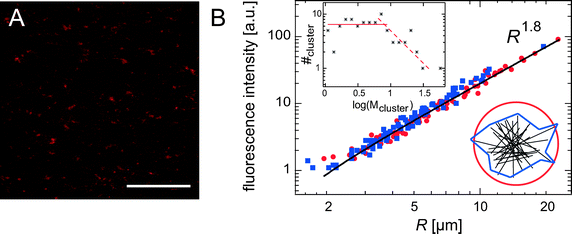 (A) Confocal micrograph of a bundle cluster network (ca = 4.75 μM, R = 0.5) at low magnification (the scale bar represents 100 μm). The picture shows a projection of a z-stack of 150 μm height. (B) The integrated fluorescence intensity of the bundle clusters depicted in (A) is plotted as a function of cluster size, R. Circles denote data points that were obtained by assuming spherical clusters, squares denote a polygon approximation (see lower inset for a schematic). The same power law behavior ∼R1.8 is observed by both methods. The upper inset shows the corresponding cluster mass distribution.