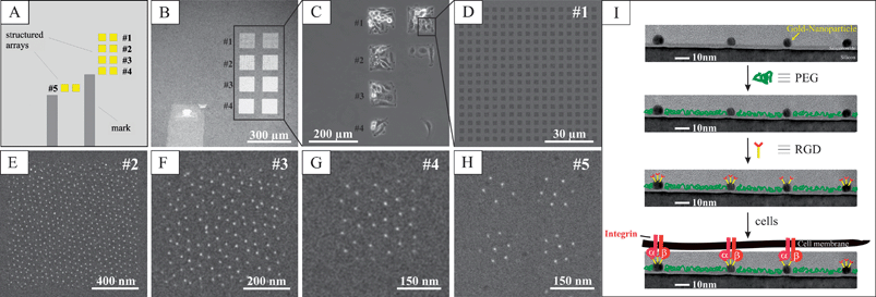 A typical substrate design of hierarchically patterned substrates: (A) a schematic drawing of the substrate design. (B) A SE micrograph of the pattern fields: each field has a side length of approximately 100 µm. (C) A phase-contrast micrograph of REF52 cells plated for 3 h on hierarchical patterns shown in (B). (D) A close-up of the pattern field containing 3000 nm large squares, separated by 3000 nm. (E)–(H) Gold nanoparticles arranged on 1000 nm, 500 nm, 250 nm and 100 nm squares. The number in the top right corner corresponds to the numbers given in (B) and (C). (I) A schematic for the biofunctionalization of interfaces for single integrin activation.