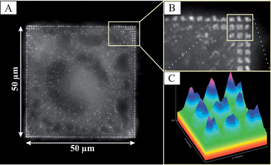 (A) A live cell fluorescence microscopy image of a REF52-YFP-paxillin cell plated for 2 h on a 50 µm square divided into 500 × 500 nm squares, separated by 500 nm. (B) A close-up of (A), illustrating the contact site formation on such squares. (C) The paxillin fluorescence intensity distribution on cellular adhesion sites.