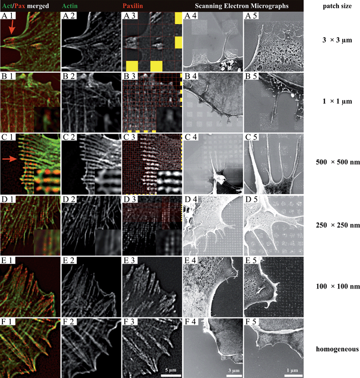 Close-ups of FA and cytoskeleton formation of REF52-YFP-paxillin cells plated for 3 h on hierarchically structured nanopatterns. Side lengths of squares: 3000 nm (row A), 1000 nm (row B), 500 nm (row C), 250 nm (row D), 100 nm (row E) and an extended nanopattern (row F). The cells were either fixed and fluorescently stained on glass substrates (columns 1–3) or fixed and critical point dried on silicon wafers (columns 4 and 5) on the respective patterns. The red lines and the yellow squares in column 3 highlight the positions of each adhesive patch. FA size is restricted by the underlying pattern geometry if patch sizes are 3 µm or 1 µm, as indicated by the red arrow in A1. On patch sizes ≤500 nm, adjacent paxillin domains are bridged by an overlying actin fiber, see the red arrow in C1. The borders between neighboring paxillin sites are blurred due to the spatial resolution of optical microscopy.