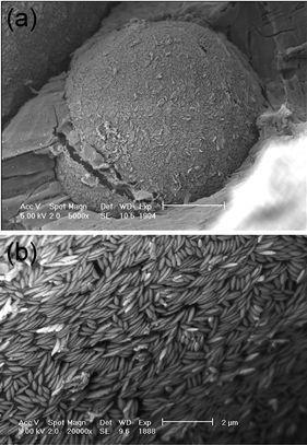(a) Cryo-SEM image of a water droplet covered with polystyrene ellipsoids of 4.3 ± 0.6 aspect ratio. (b) Detail of the packing.