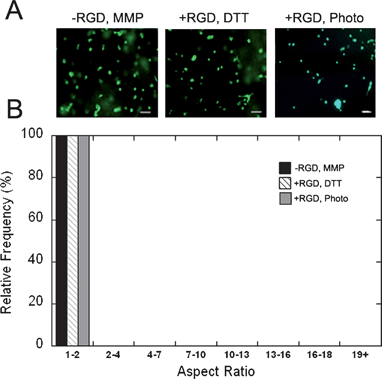 hMSC encapsulation in control AHA hydrogels. (A) Images of encapsulated hMSCs in hydrogels formed using (respectively) MMP-degradable peptide crosslinker in the absence of RGD peptide, with the non-degradable dithiol crosslinker (DTT), and containing RGD peptide but crosslinked using radical polymerization alone. Scale bar represents 100 µm. (B) Histogram of the cellular aspect ratio (the ratio of the longest to shortest dimension of encapsulated cells) for these same groups. All cultures were run for 5 days. There were no statistically significant differences between these groups.