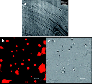 (a): FF-TEM of the lamellae formed in the upper phase of C12C6C12(Et)/SL (3:7, Ctotal = 50 mM, 10 mM borax) in 0.5% glycerol–water mixed solvent. (b): CLSM images of vesicles formed in the middle phase of C12C6C12(Et)/SL (3:7, Ctotal = 50 mM, 10 mM borax) in the presence of 0.5% glycerol. (c): Phase contrast images of (b). Bars in (b) and (c) represent 5 μm.