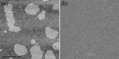 AFM images obtained after adsorption of DOTAP vesicles in 20 mM NaCl, 10 mM potassium phosphate, pH 7.0. (a) Adsorption of ∼0.1 mM lipid for 20 s. (b) Adsorption of ∼0.7 mM lipid for 10 min. Scale bar, 0.5 µm.