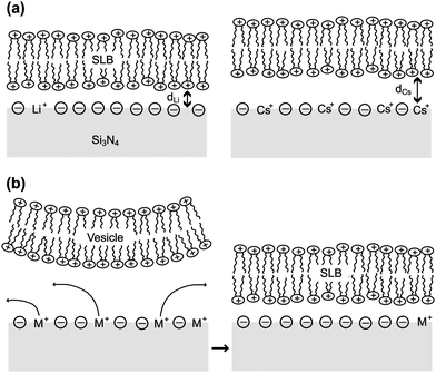 Possible mechanisms to explain the dependence of the −ΔVFB(DOTAP) on monovalent cations. (a) The bilayer-sensor separation differs in the presence of different cations. (b) Cations are desorbed from silicon nitride during SLB adsorption.