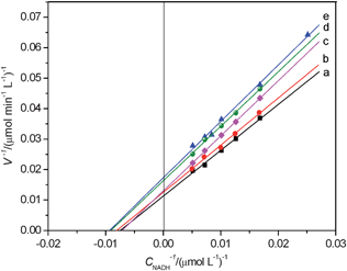 Double-reciprocal plot of v−1vs. CNADH−1. a. Cnanoparticles = 0 mol L−1; b. CAlN(200–350 nm) = 0.25 mmol L−1; c. CAl2O3 (1000nm) = 0.25 mmol L−1; d. CAl2O3 (300nm) = 0.25 mmol L−1; e. CAl2O3 (50 nm) = 0.25 mmol L−1. Other experimental conditions are the same as in Fig. 1.
