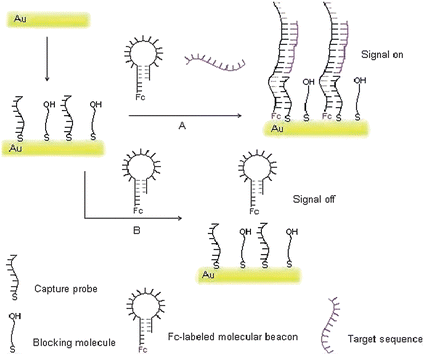 Schematic representation of the fabrication of the molecular switch for target DNA detection. A: the situation of the target DNA present. B: the situation of the target DNA absence.