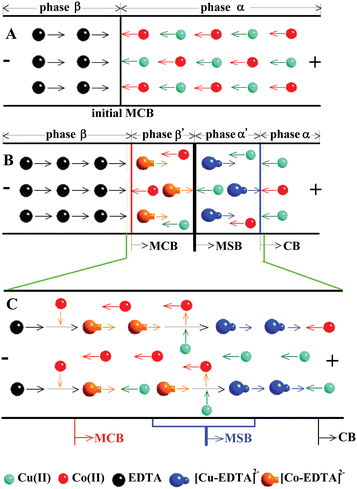 Mode of novel ITP in the MCB system formed with Cu(ii), Co(ii) and EDTA. (A) initial MCB just after the electric field; (B) formations of MCB, MSB, CB and two new phases (viz., phase α′ and β′) in the given MCB system; (C) mechanism of metal ion substitution within the MSB. The arrows indicate the movements of MCB, EDTA, Cu(ii), Co(ii), complex of [Cu-EDTA]2− and [Co-EDTA]2−. The symbols “+” and “–” represent the anode and cathode, respectively.