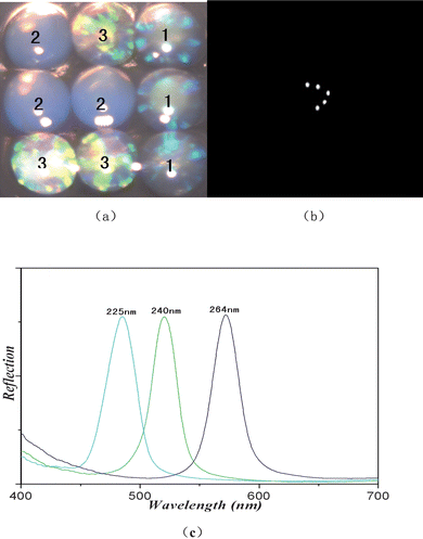 (a) Photographs of three kinds of SCCBs composed of silica nanoparticles with the diameters of 225 nm, 240 nm and 264 nm, respectively. (b) Chemiluminescence image of SCCBs after reaction. (c) Reflection spectra of the three kinds of SCCBs.