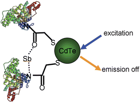 TGA-CdTe-BSA-Sb quenching mechanism.