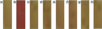 Color changes observed after the AR-TiO2 films were dipped in 1.0 mM aqueous solutions of the analytes: (a) the absence and the presence of (b) HgCl2, (c) CoCl2, (d) CdCl2, (e) PbCl2, (f) ZnCl2, (g) FeCl3 and (h) CuCl2.