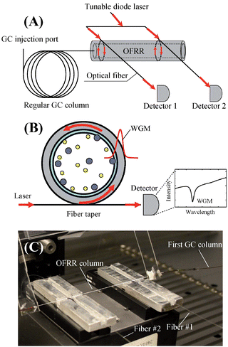 (A) Conceptual illustration of tandem-column separation based on OFRR μGC. A nonpolar phase regular GC column is connected with a relatively short polar phase coated OFRR column through a press-tight universal connector. A tunable diode laser is coupled into two fibers in contact with the OFRR. The first fiber is placed at the inlet of the OFRR and the second one a few centimeters downstream along the OFRR, defining two detection locations, respectively. (B) Cross sectional view of the OFRR. The WGM is excited through the fiber perpendicularly in contact with the OFRR and circulates along the circumference of the OFRR. The WGM spectral position changes in response to the interaction between the polymer coating and vapor molecules. (C) A picture of the OFRR with two tapered fibers separated by approximately 6 cm. A white line is drawn along the OFRR column to guide the eye.