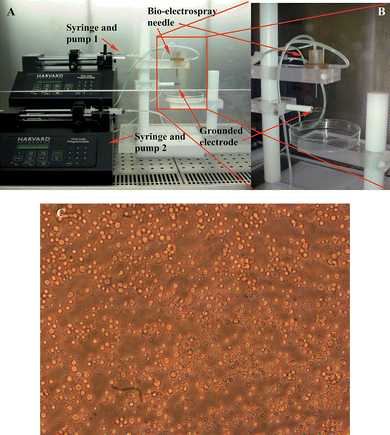 Digital images of the bio-electrospray equipment arrangement in a laminar flow safety cabinet. Panel A) shows the entire bio-electrospray set-up which can be modified for cell electrospinning, B) illustrates the coaxial device utilised in these studies and C) a representative micrograph of the heterogeneous cell population derived from hematopoietic progenitor cells of CD-1 mouse BM.