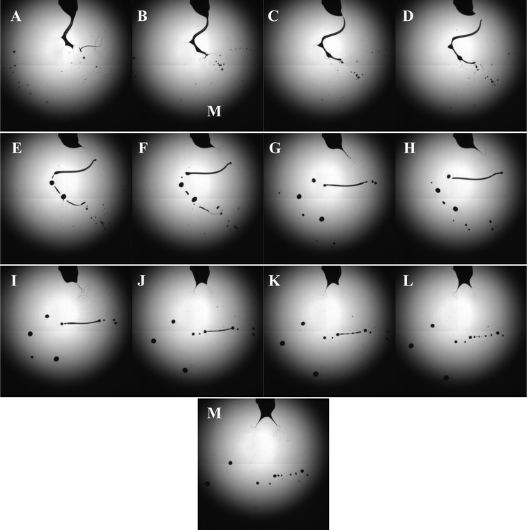 Characteristic high-speed digital images captured during the bio-electrospray process at the applied voltage and flow rate of ∼8kV and ∼10−9 m3s−1 respectively. The images depict the ramified mode of unstable jetting of the cell suspension (Panels A-D) with the subsequent cell suspension column undergoing coulomb fission (Panels E-M).