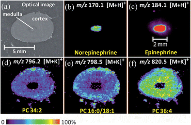 (a) Optical image of the rabbit adrenal gland tissue (7 × 4 mm). (b–f) Selected ion images of norepinephrine, epinephrine, PC (34:2, potassium adduct), PC (16:0/18:1, potassium adduct), PC (36:4, potassium adduct). These images were obtained using normal DESI in the positive mode, with MeOH/H2O (1:1) as the spray solvent.