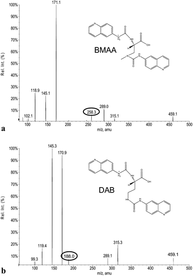 Tandem MS product ion spectra of (a) BMAA and (b) DAB. The spectra were acquired under the same conditions with the precursor ion at 459.1 m/z. Specific product ions: at 258.1 m/z (BMAA) and at 188.1 m/z (DAB) are encircled.