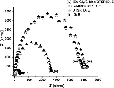 Nyquist plots of (i) blank IDμE electrode, (ii) DTSP/IDμE electrode, (iii) C-Mab/DTSP/IDμE bio-electrode and (iv) EA-Gly/C-Mab/DTSP/IDμE bio-electrode.