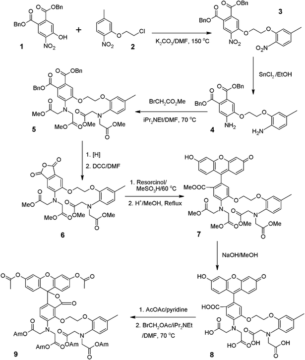 Synthesis of fluorescein-based Ca2+ indicators (Am = CH2OAc).