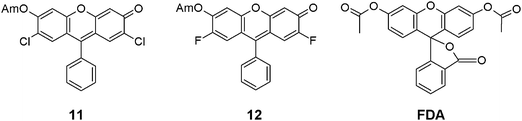 Structures of FDA and Compounds 11 and 12, the model compounds of Fluo-3 AM, Fluo-4 AM (Am = CH2OAc).