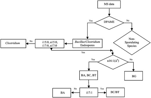 Cell Differentiation Flow Chart