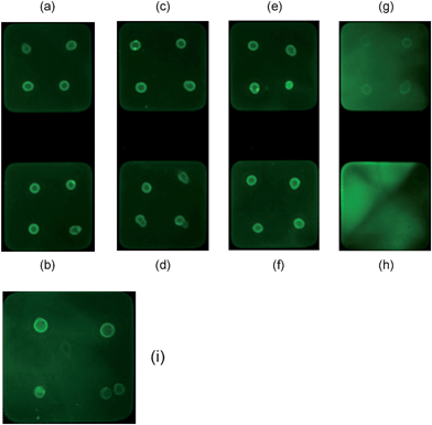 Fluorescent images of Eprex® (10,000 IU)-microarray to assess the effect of serial dilution of rabbit serum for the detection of anti-HuEPO antibody. Dilutions are: (a) 1 : 20; (b) 1 : 15; (c) 1 : 12; (d) 1 : 10; (e) 1 : 8; (f) 1 : 5; (g) 1 : 2; (h) undiluted; and (i) 1 : 4.