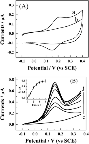 (A) Cyclic voltammograms of the S1-modified gold electrode in 0.1 M acetate buffer (pH 5.0) before (curve b) and after 5-h conjugation with FcA (curve a). The scan rate is 50 mV s−1. (B) Dependence of DPV response of S1-modified gold electrode in 0.1 M acetate buffer on the conjugation time with FcA. The conjugation time for curve (c) to (j) is 0, 0.5, 1, 2, 3, 4, 5, and 6 h, respectively. DPV responses were recorded using a potential step of 5 mV, pulse width of 25 ms, pulse period of 100 ms, and pulse amplitude of 50 mV. The inset shows the dependence of the DPV peak current on the conjugation time. Every point is an average value of five independent measurements.