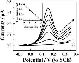 Dependence of the DPV responses of FcA–S1/S2-modified gold electrode on the cleavage time with BamHI. The cleavage time for curve (a) to (g) is 0, 0.5, 1, 1.5, 2, 2.5, and 3 h, respectively. The inset shows the plot of DPV peak current with cleavage time. The conditions for the DPV measurements are the same as those shown in the caption of Fig. 2.