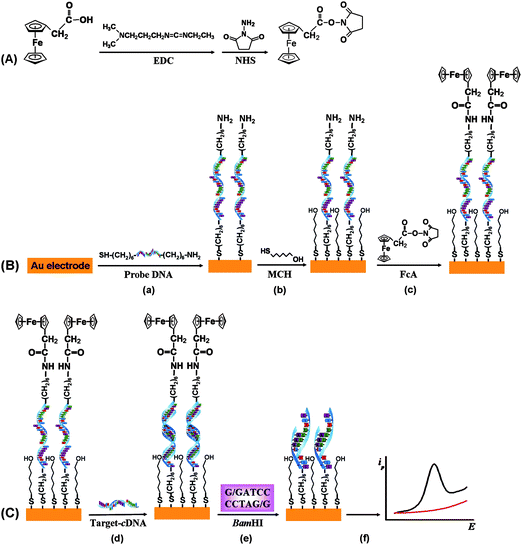 Schematic illustration of the procedures of HCV detection based on the site-specific cleavage of BamHI endonuclease using FcA as an electroactive label.