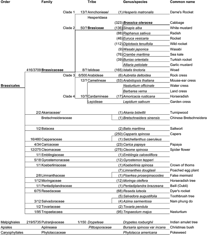 Summarized taxonomy of the order Brassicales indicating the current relationship of all the glucosinolate producing families.36–39,42 Numbers are the approximate numbers of genus and or species in each branch. These numbers are in flux and question marks denote a lack of clear data. Each branch is exemplified by a species used either in previous phylogenetics reclassifications, or as a food crop.