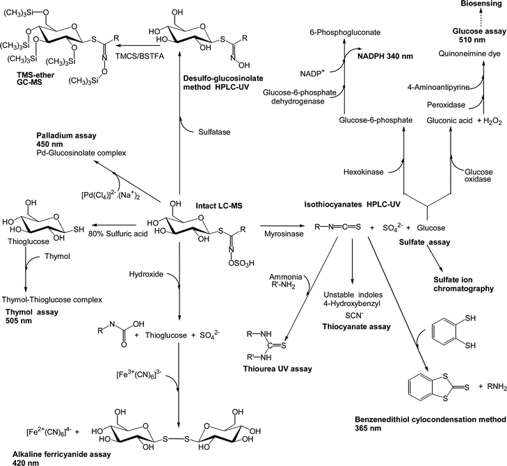 Chemical workflow for degradative methods of glucosinolate analysis.
