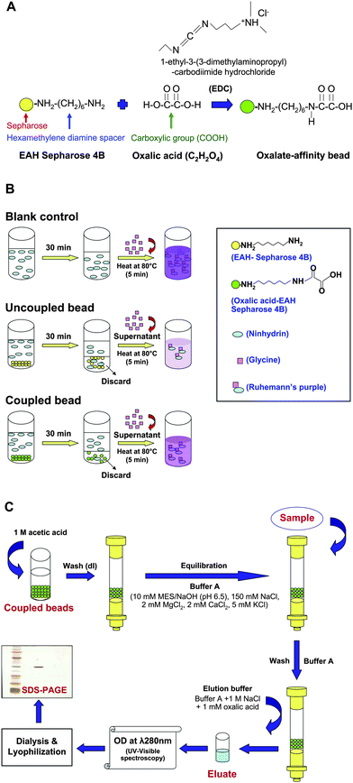 Schematic summary of methodology. (A) Coupling reaction of oxalic acid to EAH-Sepharose 4B bead. EAH-Sepharose 4B was conjugated with a carboxylic group (COOH) of oxalic acid (C2H2O4) through its hexamethylene diamine spacer (NH2(CH2)6NH2). The carboxylic activation was mediated by EDC (1-ethyl-3-(3-dimethylaminopropyl)-carbodiimide hydrochloride). (B) Competitive ninhydrin assay. The oxalate-coupled or uncoupled beads were incubated with ninhydrin solution for 30 min and then discarded prior to a reaction with glycine, whereas ninhydrin solution without pretreatment with beads served as the blank control. While the amount of glycine was fixed, colorimetric measurement of the resulting Ruhemann's purple complex (at λ 570 nm) would reflect the degree of the reaction, which was determined by the remaining primary amine groups on the beads. The effective conjugation of oxalate on the beads would result in a minimal amount of free amine groups remaining on the bead surface to competitively bind to ninhydrin, thus providing the maximal amount of ninhydrin left for reaction with glycine to provide a strong Ruhemann's purple. In contrast, ineffective conjugation would result in a weak Ruhemann's purple. (C) Column preparation and isolation of oxalate-binding protein. Firstly, the remaining amine groups on oxalate-conjugated EAH-Sepharose 4B were blocked with 1M acetic acid and then washed extensively with deionized water (dI water). Thereafter, oxalic acid-EAH-Sepharose 4B beads were packed into the column. The oxalate-affinity chromatographic column was equilibrated with Buffer A before sample loading. After incubation and washing, the bound proteins were eluted and subsequently analyzed by UV-visible spectrophotometry (at λ 280 nm) and SDS-PAGE.