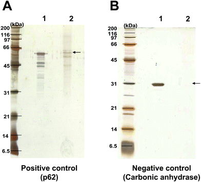 SDS-PAGE of the eluted proteins. p62 served as the positive control (A), whereas carbonic anhydrase served as the negative control (B). After loading of 10 μg each to the oxalate-affinity chromatographic column and incubation as summarized in Fig. 1C, the eluted proteins were resolved by 12% SDS-PAGE and visualized by silver staining. Lane 1, 2 μg of purified p62 or carbonic anhydrase. Lane 2, the eluate fractions of 10 μg of corresponding proteins derived from oxalate-affinity column chromatography.