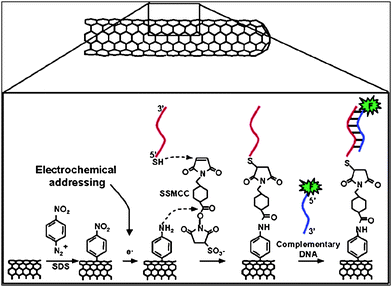 Schematic illustration of addressable biomolecular functionalization of carbon nanotubes. The procedure for carbon nanofibers is identical (reproduced with permission from Ref. 51).